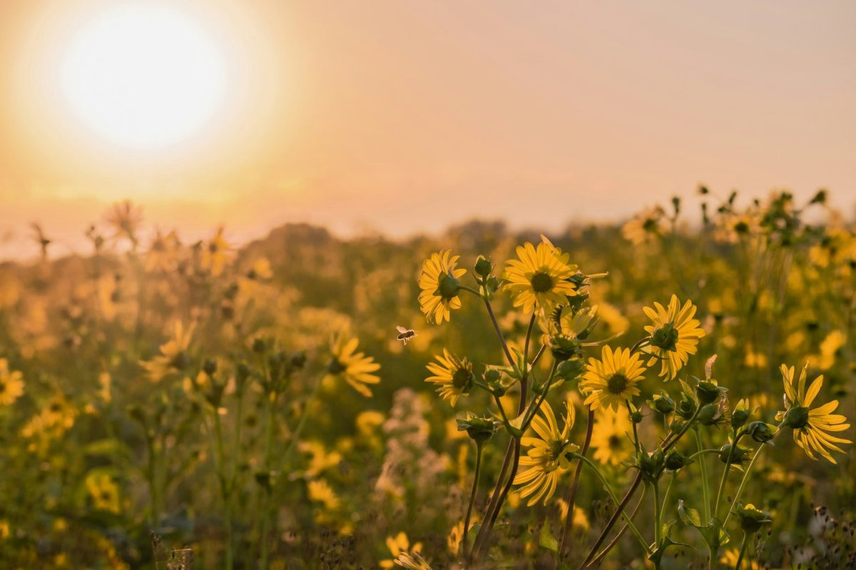 Gelbe Wildblumen in einem Feld bei Sonnenuntergang