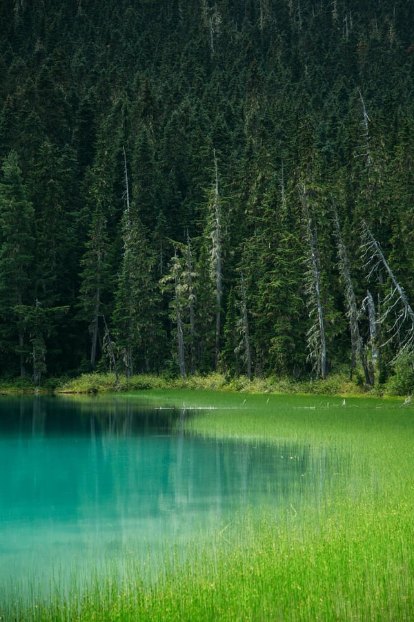 Türkisfarbenes Wasser mit grünen Pflanzen